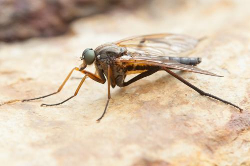 Réf. 220 301 : Rhagio annulatus